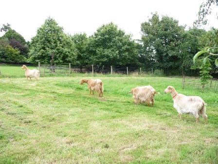 Abbanks Herd