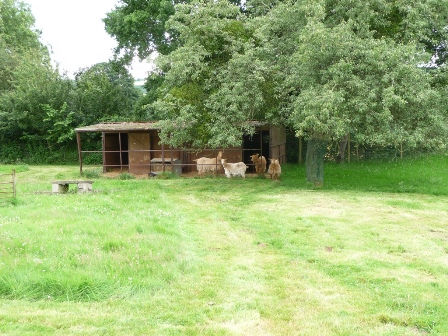 Abbanks Herd