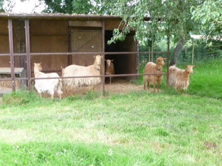 Abbanks Herd