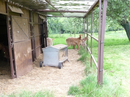 Abbanks Herd