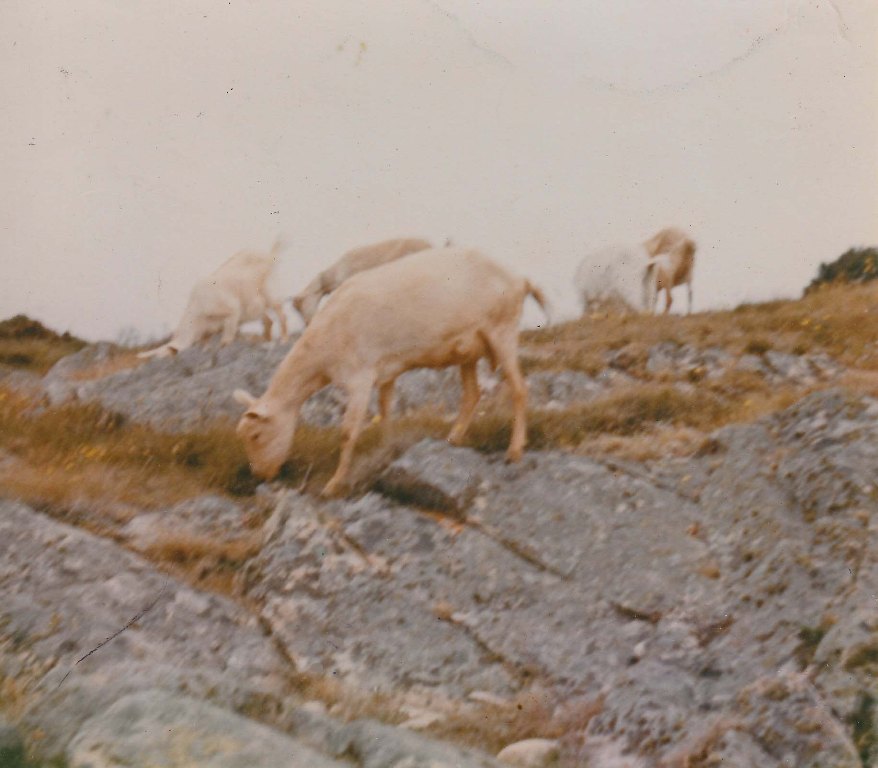 Alderney Goats