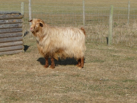 Aureum Afka