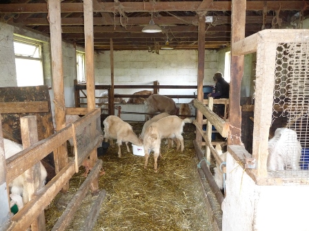 Aureum Goats