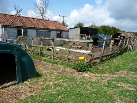 Aureum Goats