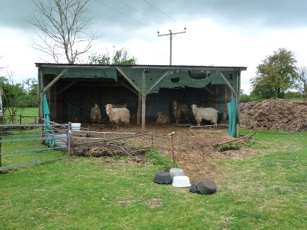 Aureum Goats