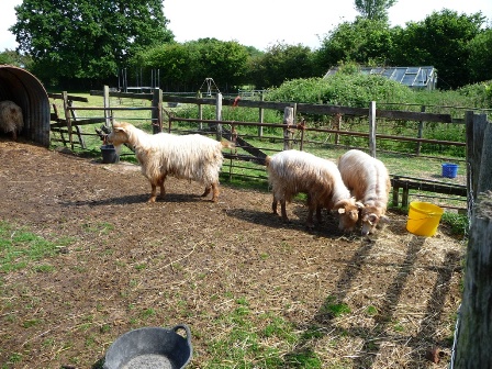 Aureum Goats