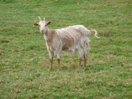 Bemborough Annie