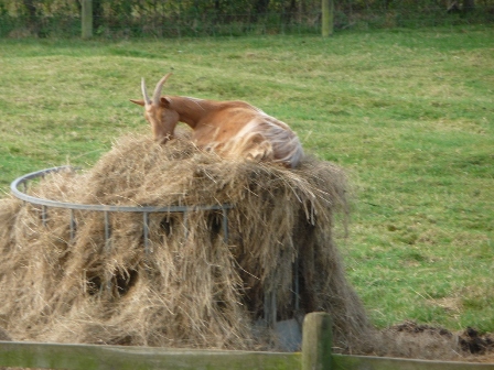 Bemborough Goats