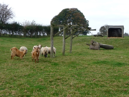 Bemborough Goats