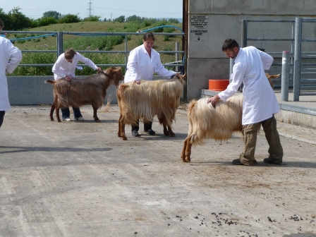 Line-up GG Males Breed 2010