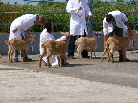 Line-up GG Female Kids Breed 2010