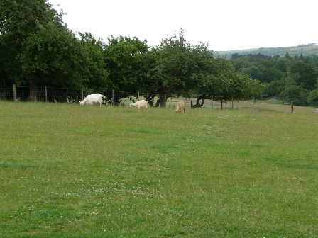 Bull's Goats