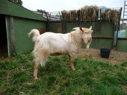 Buttsfarm Lark