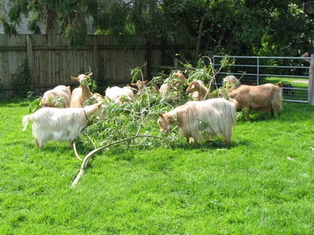 Carduelis Goats