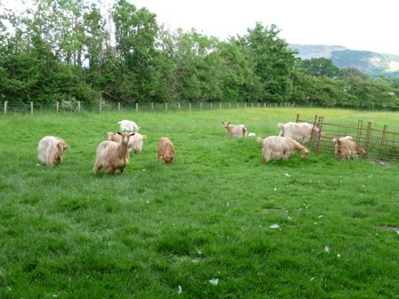 Carduelis Goats