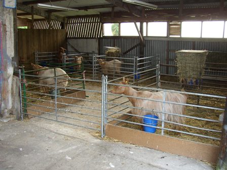 Carduelis Goats