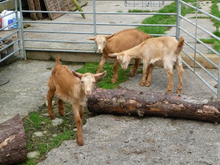 Chapelbarn Goats