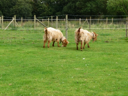 Chapelbarn Goats