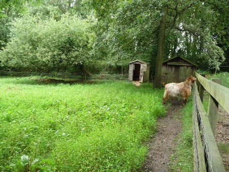 Emmfourre Goats