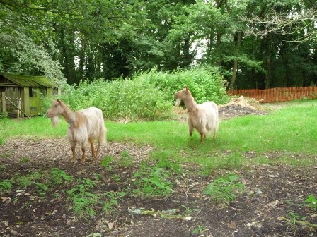 Emmfourre Goats