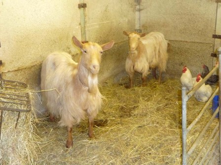 Emmfourre Goats