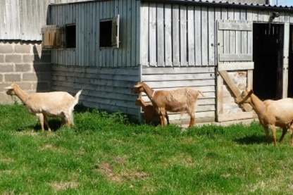 Fossehouse Goats