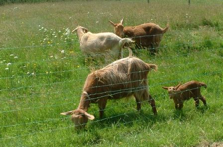 Fossehouse Goats