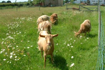 Fossehouse Goats