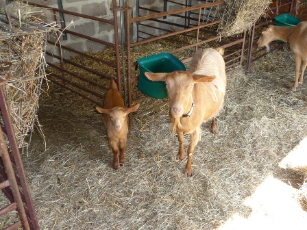 Fossehouse Goats