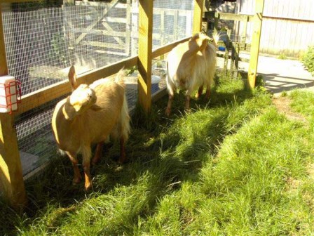 Frudd's Goats