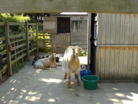 Frudd's Goats