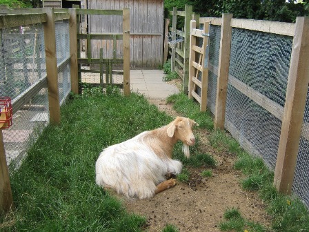 Frudd's Goats