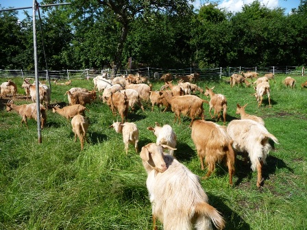 Garscapela Goats
