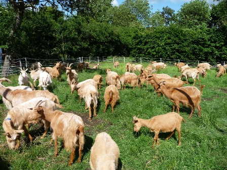 Garscapela Goats