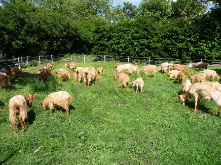 Garscapela Goats