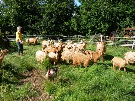 Garscapela Goats