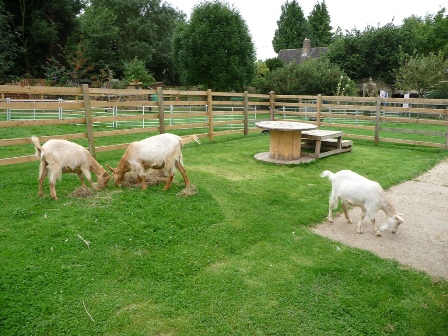 Grantham's Goats