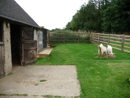 Grantham's Goats