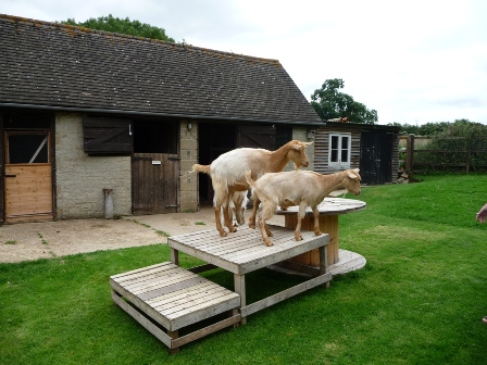 Grantham's Goats