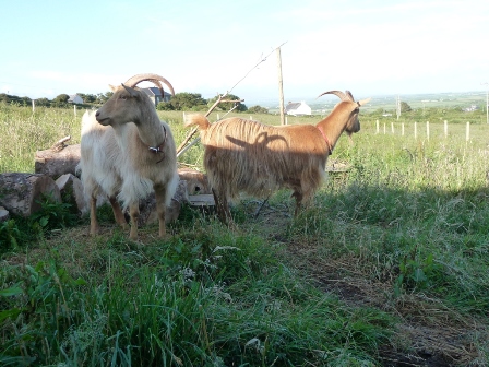 Hacon's Goats
