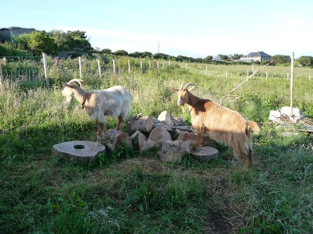 Hacon's Goats