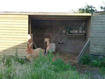 Hacon's Goats