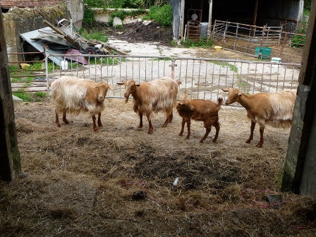 Hadspen Goats