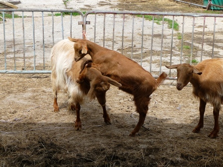 Hadspen Goats