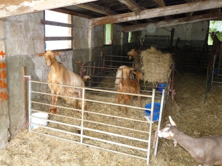 Hadspen Goats
