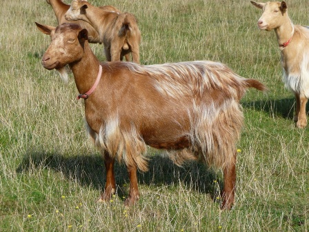 Hardynge Edwina