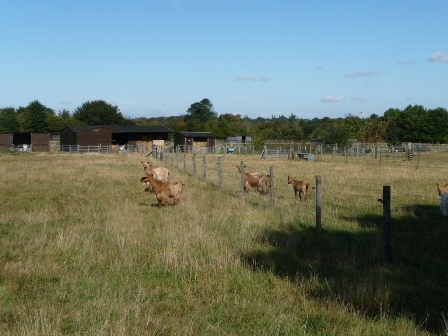 Hardynge Goats
