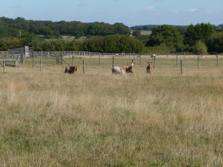 Hardynge Goats
