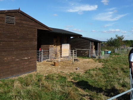 Hardynge Goats