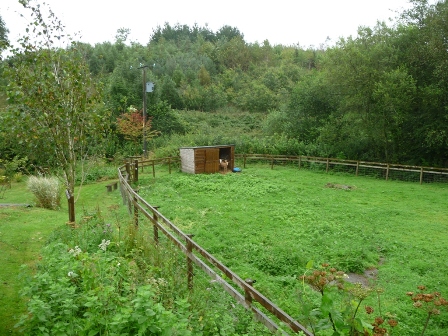 Harris' Goats